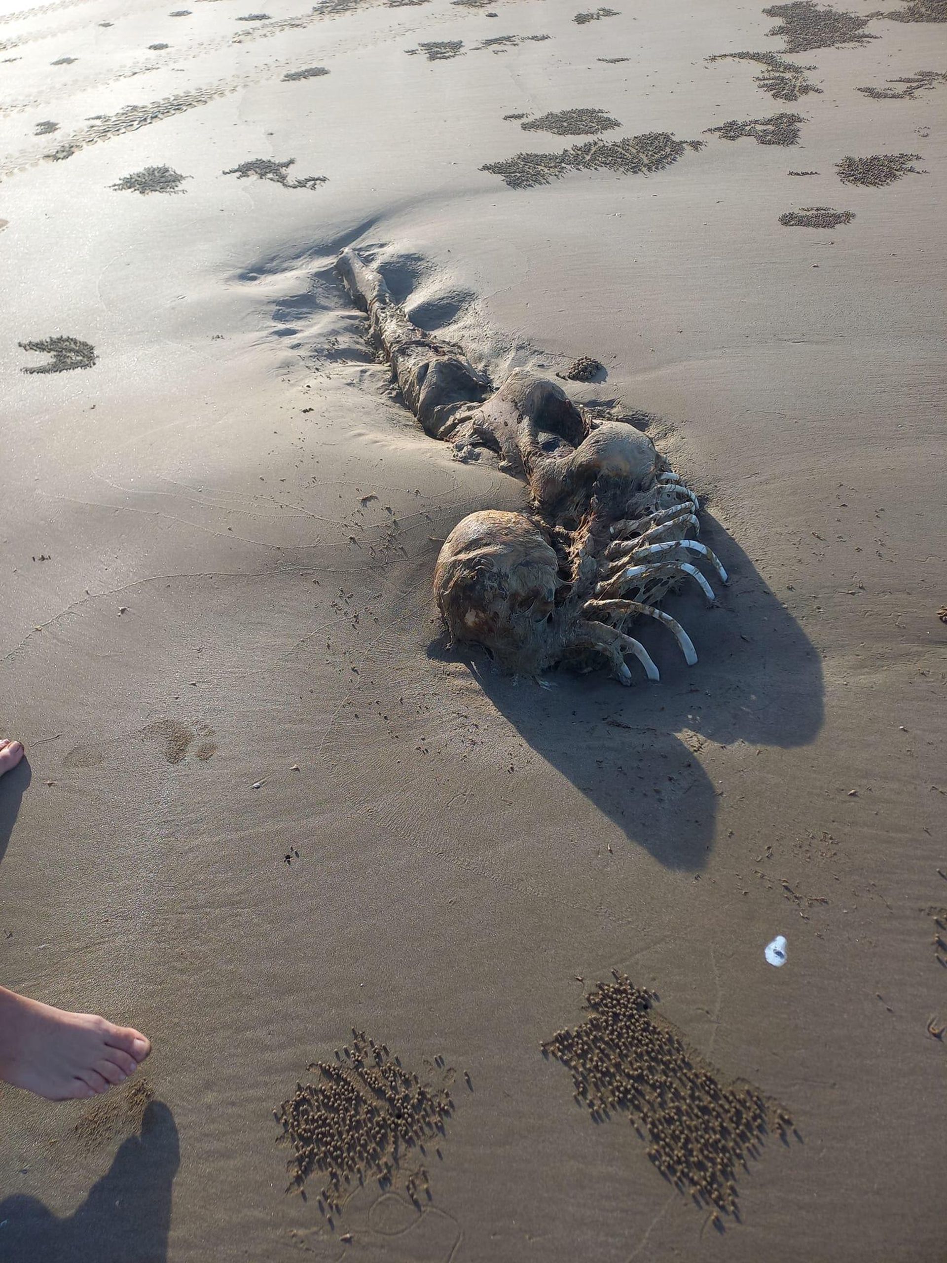 A carcass found on a Queensland, Australia, beach in July 2023 that observers dubbed a mermaid alien A carcass found on a Queensland, Australia, beach in July 2023 that observers dubbed a mermaid alien - Sputnik International, 1920, 14.07.2023