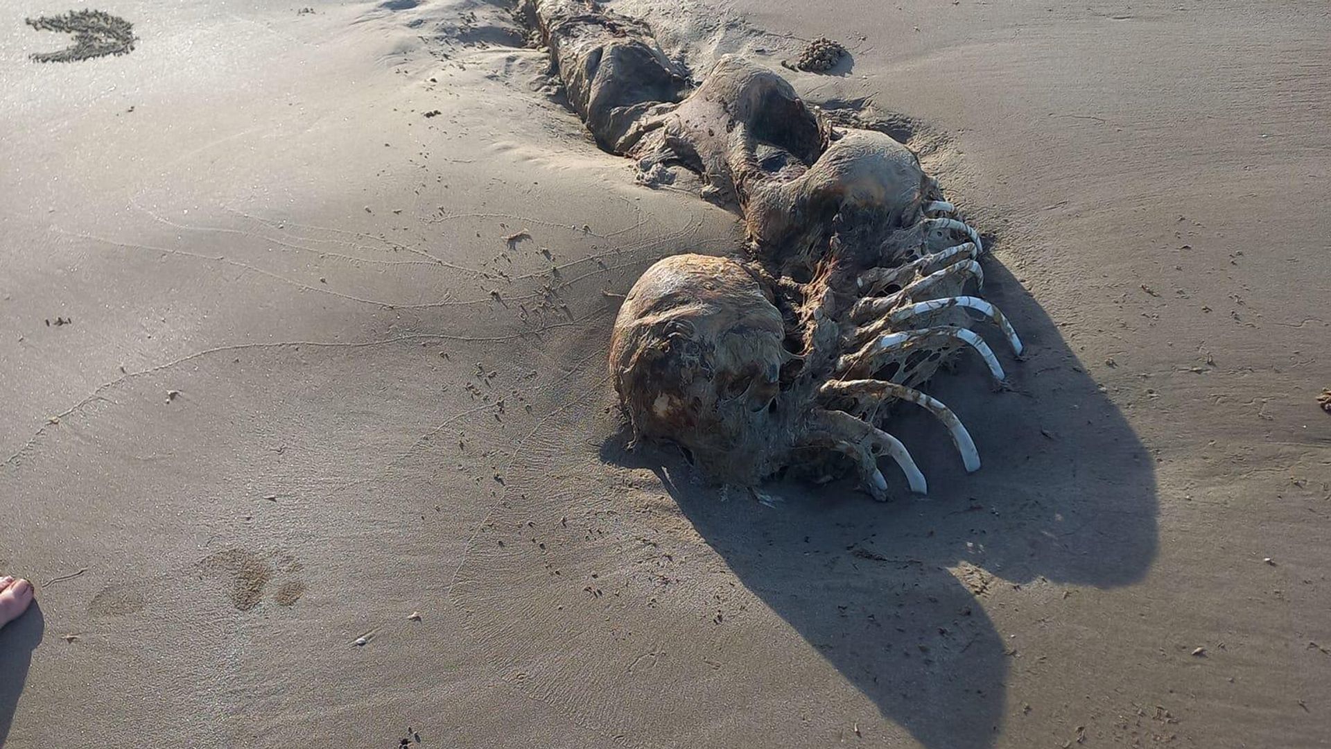 A carcass found on a Queensland, Australia, beach in July 2023 that observers dubbed a mermaid alien A carcass found on a Queensland, Australia, beach in July 2023 that observers dubbed a mermaid alien - Sputnik International, 1920, 14.07.2023
