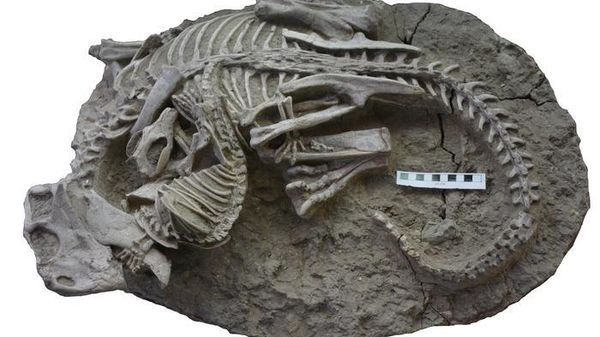 Fossil showing the entangled skeletons of Psittacosaurus (dinosaur) and Repenomamus (mammal) and their interaction just before death. - Sputnik International