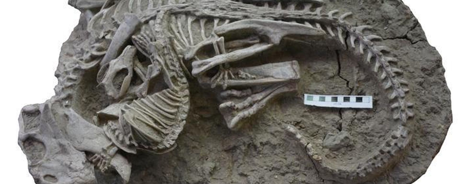 Fossil showing the entangled skeletons of Psittacosaurus (dinosaur) and Repenomamus (mammal) and their interaction just before death. - Sputnik International, 1920, 18.07.2023