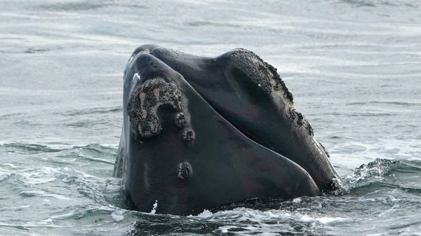 A North Atlantic right whale surfaces on Cape Cod Bay in Massachusetts, Monday, March 27, 2023. - Sputnik International