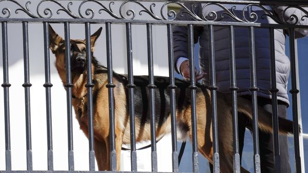 President Joe Biden's dog Commander looks out from the balcony during a pardoning ceremony for the national Thanksgiving turkeys at the White House in Washington, Nov. 21, 2022.  - Sputnik International