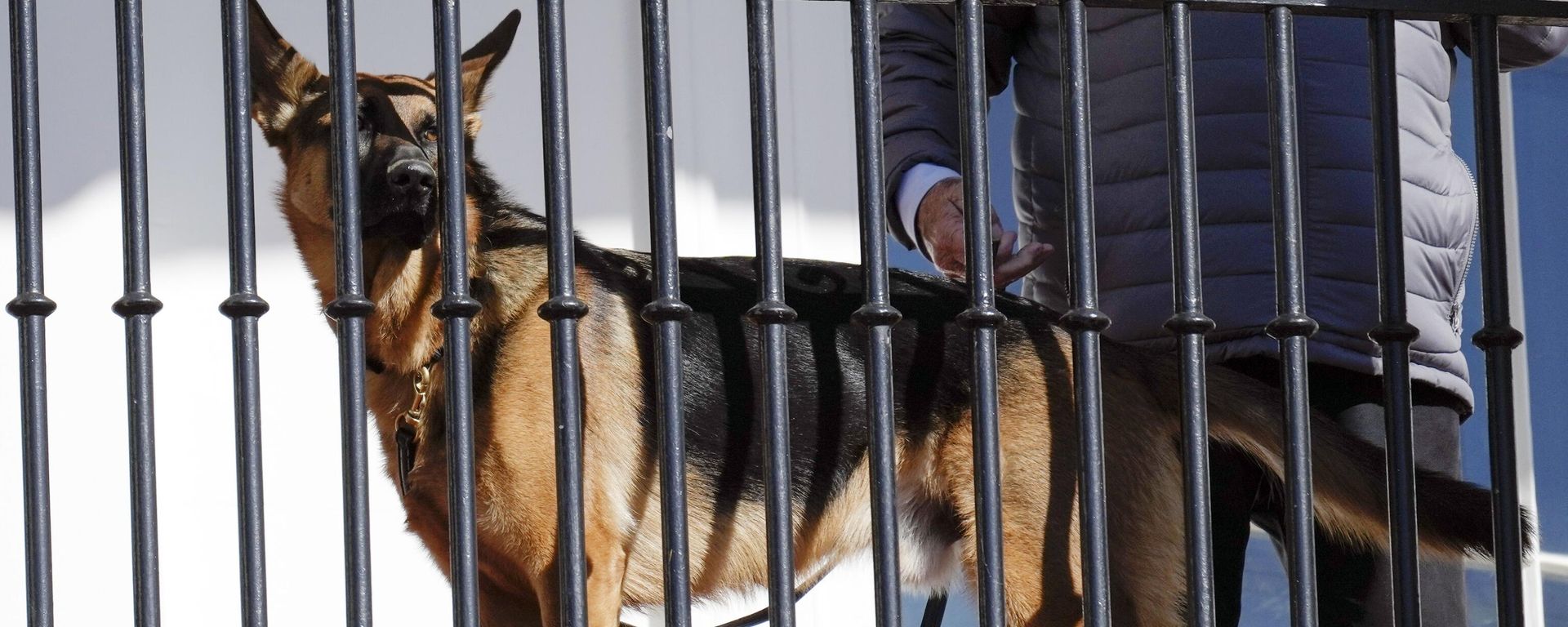 President Joe Biden's dog Commander looks out from the balcony during a pardoning ceremony for the national Thanksgiving turkeys at the White House in Washington, Nov. 21, 2022.  - Sputnik International, 1920, 25.07.2023