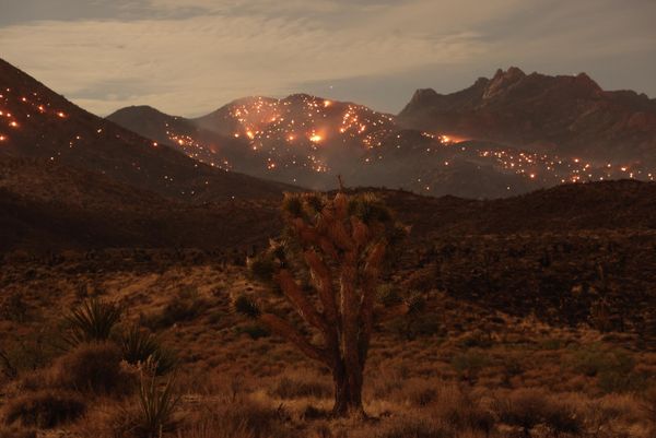 A Joshua tree in front of the York Fire burning in the distance in the Mojave National Preserve on July 30, 2023. - Sputnik International