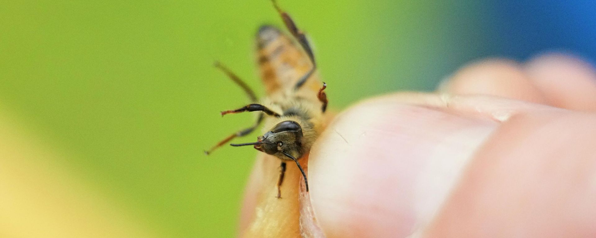 Zac Lamas, post doctoral fellow at ORISE, holds a bee as he inspects them for the parasitic mite Varroa at a hive in the backyard of University of Maryland bee researcher Nathalie Steinhauer on Wednesday, June 21, 2023, in College Park, Md. - Sputnik International, 1920, 04.08.2023
