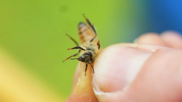 Zac Lamas, post doctoral fellow at ORISE, holds a bee as he inspects them for the parasitic mite Varroa at a hive in the backyard of University of Maryland bee researcher Nathalie Steinhauer on Wednesday, June 21, 2023, in College Park, Md. - Sputnik International