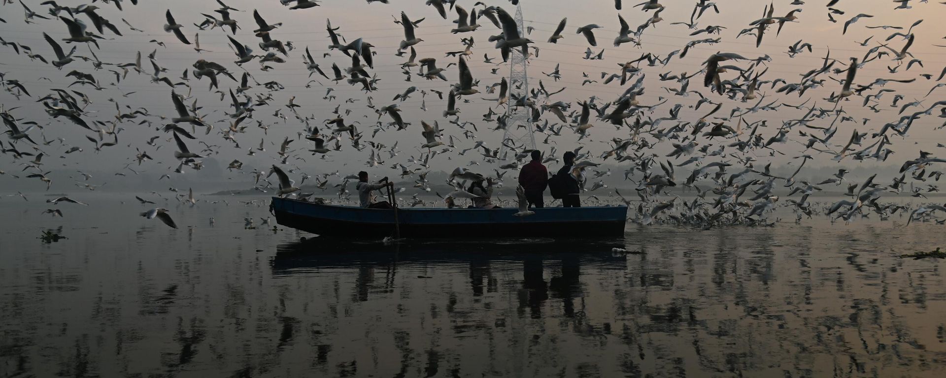 Seagulls around Yamuna River - Sputnik International, 1920, 08.08.2023