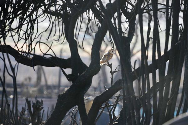 An owl sits in a burnt tree in western Hawaii. - Sputnik International