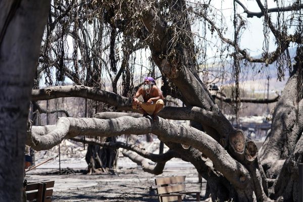 A man sits on Lahaina's historic banyan tree, which was damaged by the  blaze. - Sputnik International