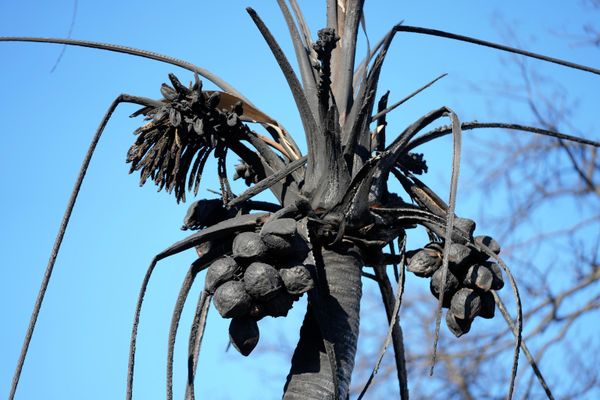 A burnt coconut tree is seen in Lahaina, Hawaii.  - Sputnik International
