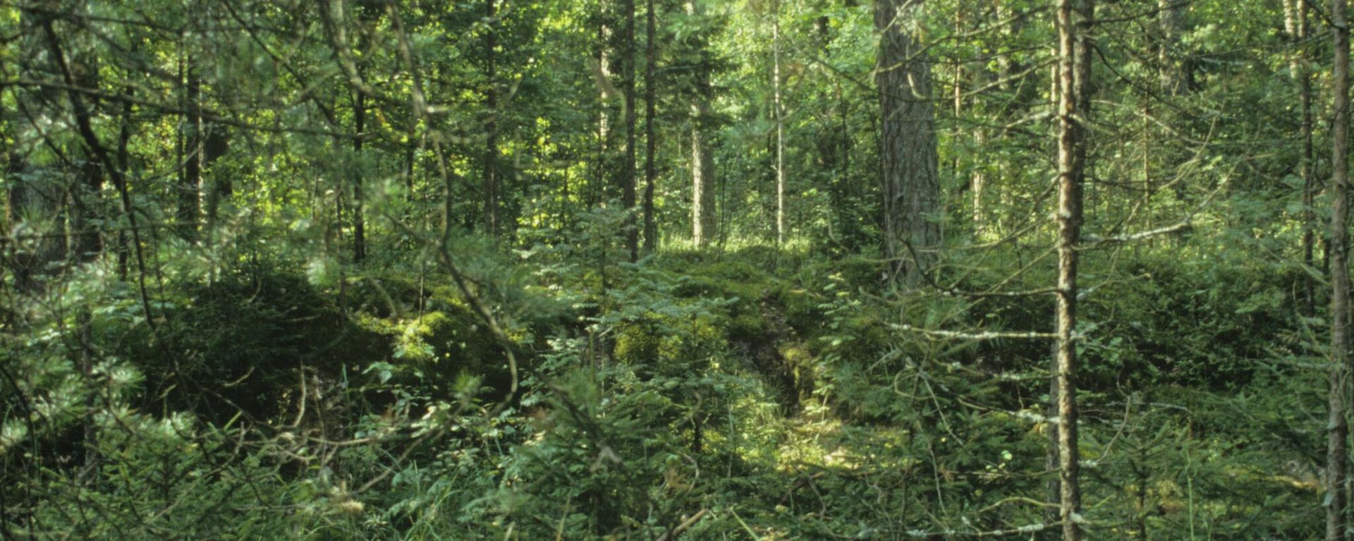 Bryansk forest - Sputnik International, 1920, 24.08.2023