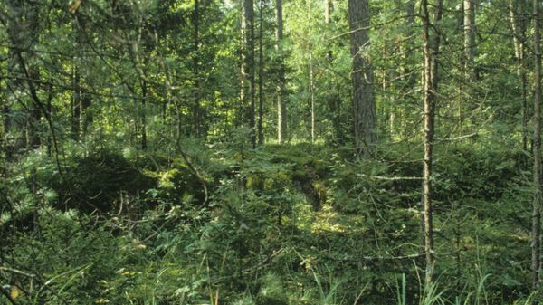 Bryansk forest - Sputnik International