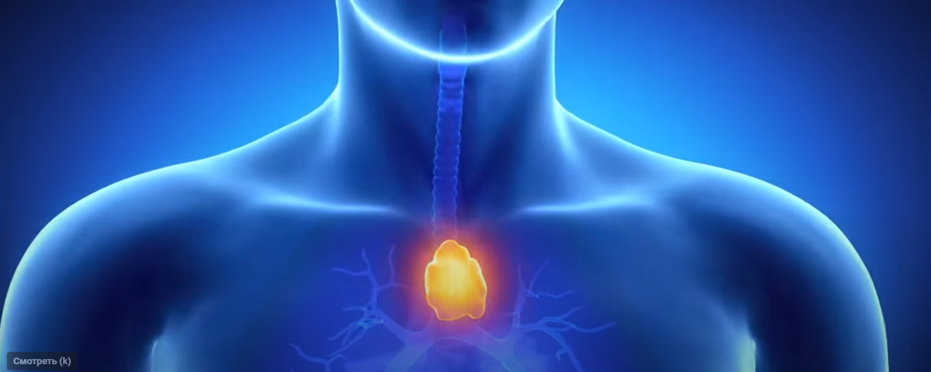 The thymus gland helps the body create immunity to various infections and diseases. - Sputnik International, 1920, 15.08.2023