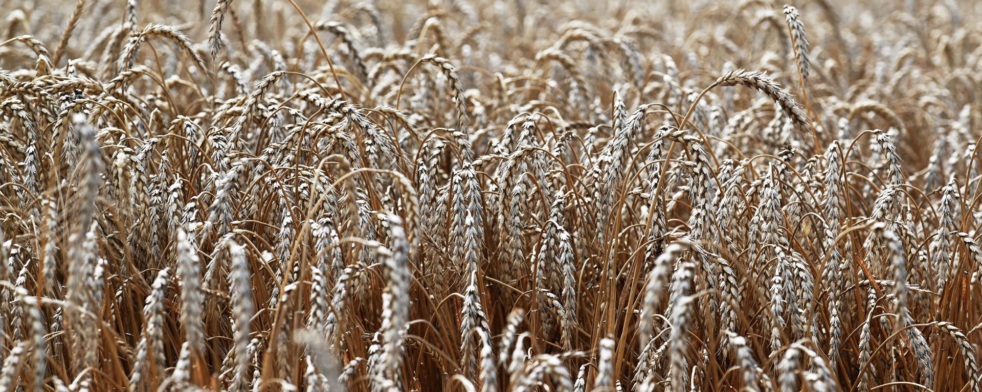 Wheat Harvesting in the Rostov Region Wheat Harvesting in the Rostov Region - Sputnik International, 1920, 16.08.2023