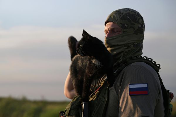 And there is no better stress reliever than a purring friend.  - Sputnik International