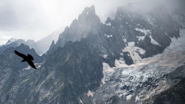 An Alpine chough flies over the Brenva Glacier, in the Mont Blanc Massif, on August 3, 2021. - Sputnik International