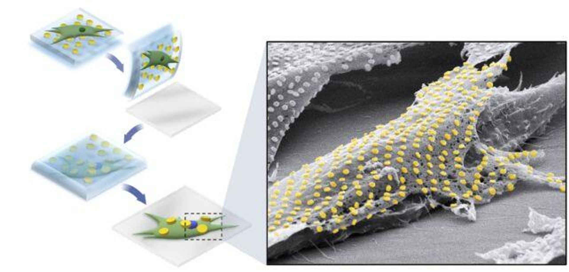 Diagram illustrates process of transferring the nanocircuit to living cell. - Sputnik International, 1920, 27.08.2023