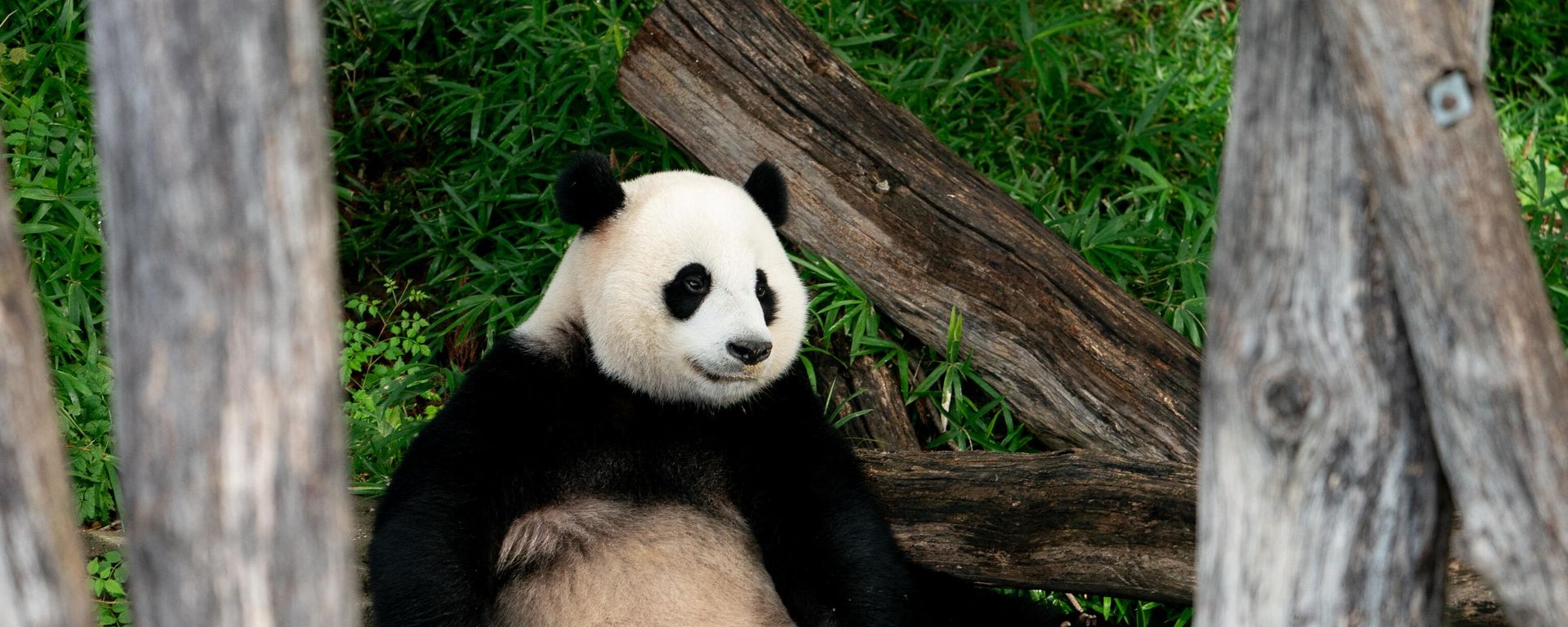 Giant Panda Xiao Qi Ji lounges after eating honey-covered treats to celebrate his third birthday, at the Smithsonian National Zoo in Washington, DC, on August 21, 2023. All three giant pandas at the National Zoo, Xiao Qi Ji, Tian Tian, and Mei Xiang, are celebrating their final birthdays in Washington, as they are expected to be returned to China by December 7, 2023. Giant Panda Xiao Qi Ji lounges after eating honey-covered treats to celebrate his third birthday, at the Smithsonian National Zoo in Washington, DC, on August 21, 2023. All three giant pandas at the National Zoo, Xiao Qi Ji, Tian Tian, and Mei Xiang, are celebrating their final birthdays in Washington, as they are expected to be returned to China by December 7, 2023. - Sputnik International, 1920, 29.08.2023