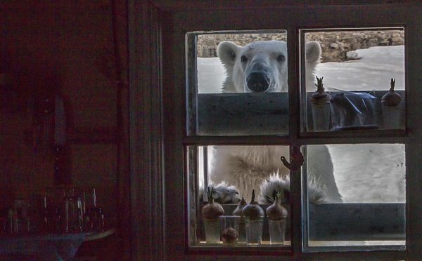 A polar bear at the polar station on the shore of Tikhaya Bay on Gukera Island in the Franz Josef Land archipelago. - Sputnik International