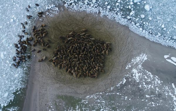 A walrus rookery on the shore of an island in the Franz Josef Land archipelago. - Sputnik International