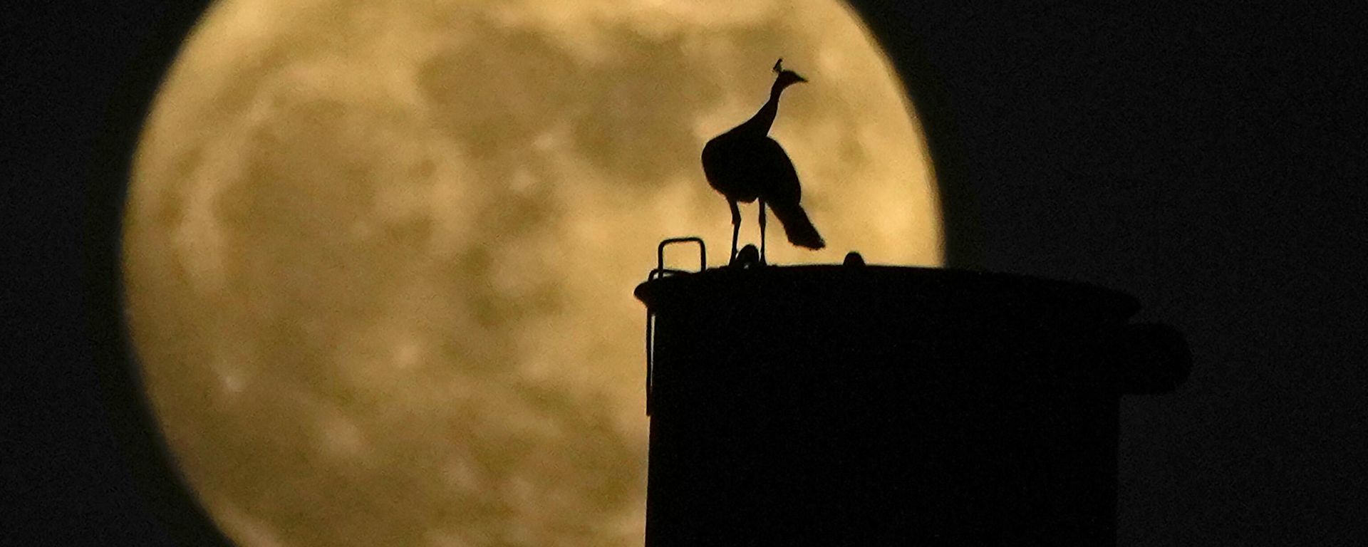A peacock sits on a chimney as the full Moon rises behind it, in Hyderabad, India, Wednesday, Aug. 30, 2023 A peacock sits on a chimney as the full Moon rises behind it, in Hyderabad, India, Wednesday, Aug. 30, 2023 - Sputnik International, 1920, 31.08.2023