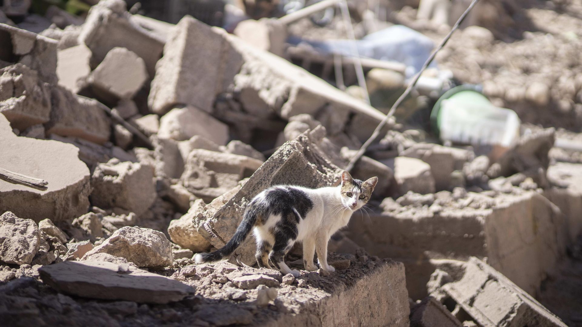 A cat walks through the rubble after an earthquake in Moulay Brahim village, near Marrakesh, Morocco - Sputnik International, 1920, 09.09.2023