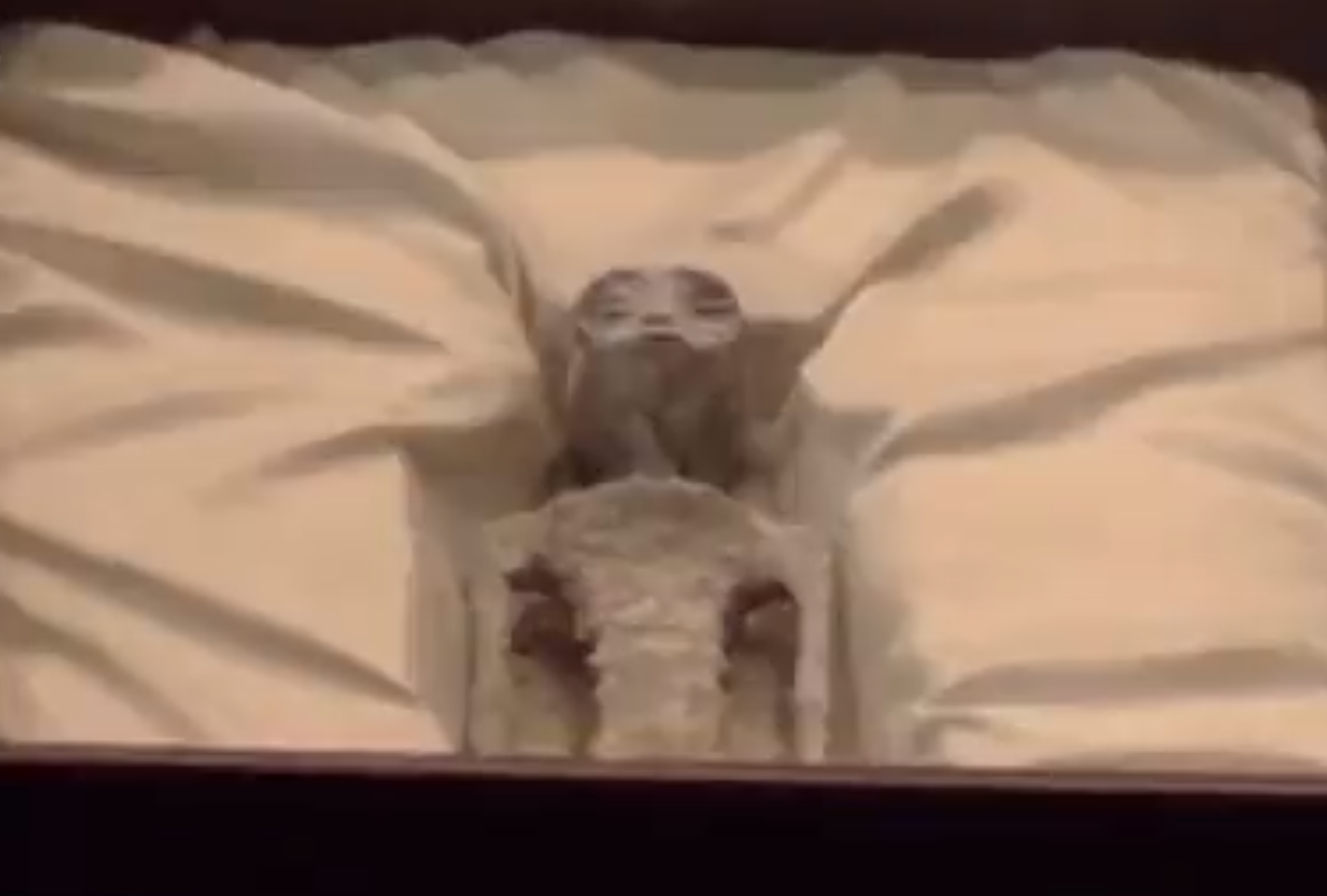 What Ufologist Jaime Maussan described as an alien corpse being presented in the Mexican Congress during a September 13, 2023, hearing. - Sputnik International, 1920, 08.11.2023
