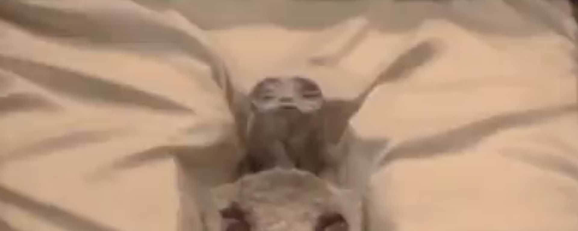 What Ufologist Jaime Maussan described as an alien corpse being presented in the Mexican Congress during a September 13, 2023, hearing. What Ufologist Jaime Maussan described as an alien corpse being presented in the Mexican Congress during a September 13, 2023, hearing. - Sputnik International, 1920, 13.09.2023