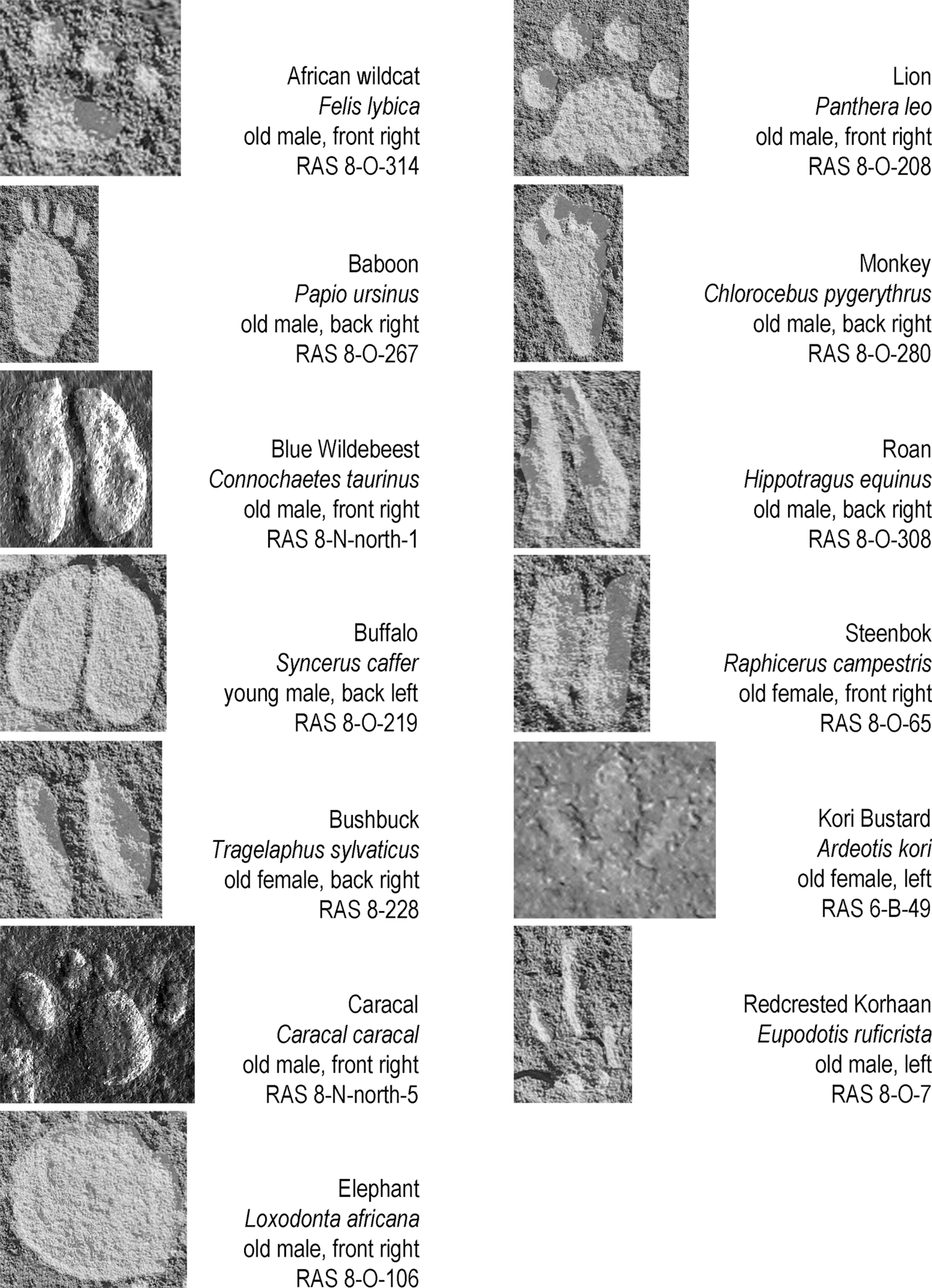 Various animal tracks from the 1st millennium BCE found in central-western Namibia, which are so detailed as to be identifiable by species, sex, age, and leg today. The sequence in columns represents the order of number of occurrences. The scale of reproduction differs from picture to picture; all tracks are shown in upward direction (irrespective of their actual direction on the rock face); all tracks are digitally enhanced. Various animal tracks from the 1st millennium BCE found in central-western Namibia, which are so detailed as to be identifiable by species, sex, age, and leg today. The sequence in columns represents the order of number of occurrences. The scale of reproduction differs from picture to picture; all tracks are shown in upward direction (irrespective of their actual direction on the rock face); all tracks are digitally enhanced. - Sputnik International, 1920, 14.09.2023