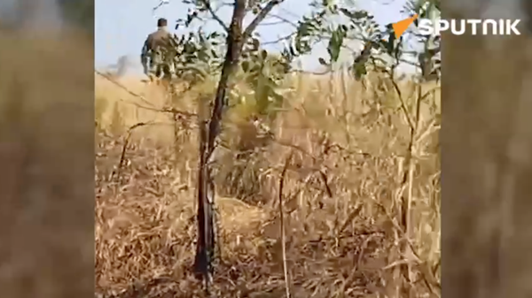 The Ukrainian military forced captured Russian soldiers to walk directly through a minefield - Sputnik International
