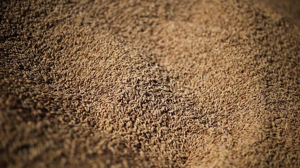 Grain - Sputnik International
