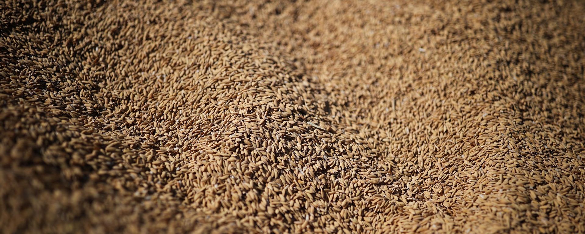 Grain - Sputnik International, 1920, 06.03.2024