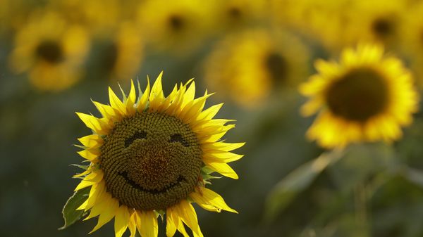A smiley face is seen on a sunflower in a sunflower field Wednesday, Sept. 7, 2016, in Lawrence, Kan. The 40-acre field, planted annually by the Grinter family, draws thousands during the weeklong late summer blossoming of the flowers. - Sputnik International