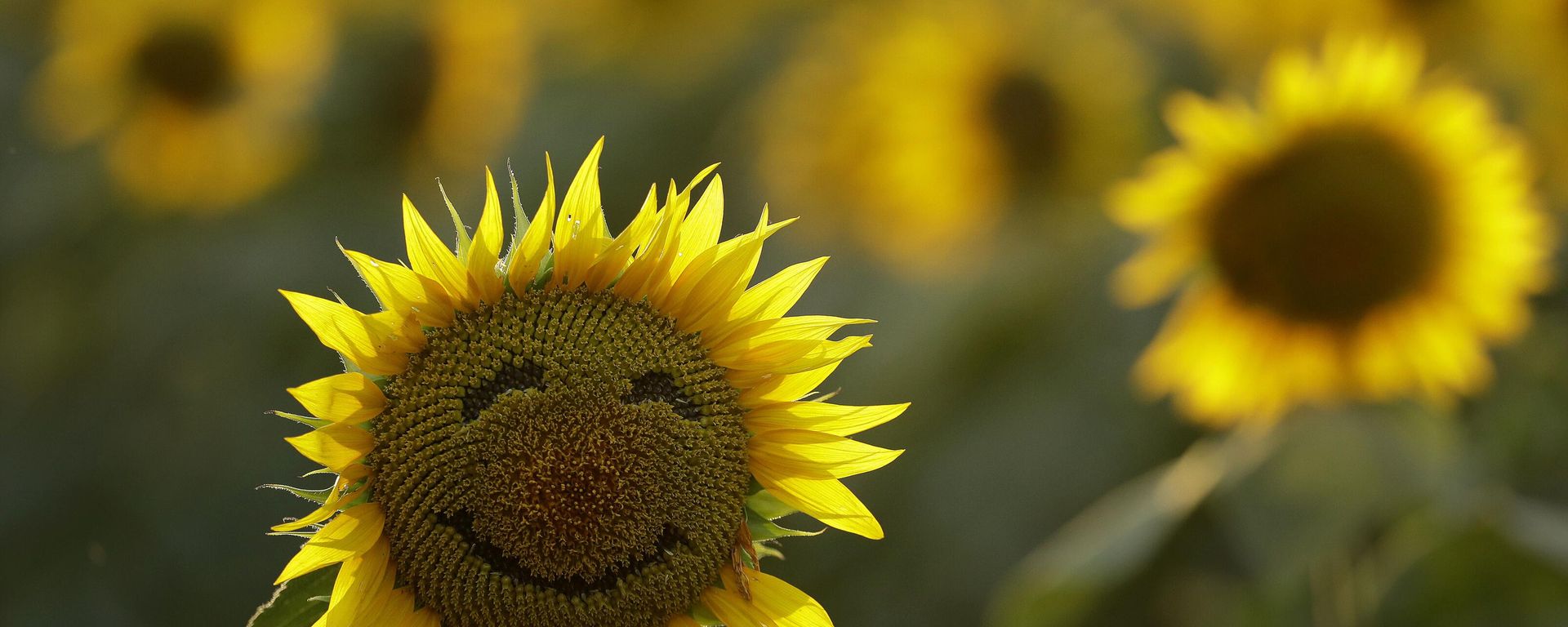 A smiley face is seen on a sunflower in a sunflower field Wednesday, Sept. 7, 2016, in Lawrence, Kan. The 40-acre field, planted annually by the Grinter family, draws thousands during the weeklong late summer blossoming of the flowers. A smiley face is seen on a sunflower in a sunflower field Wednesday, Sept. 7, 2016, in Lawrence, Kan. The 40-acre field, planted annually by the Grinter family, draws thousands during the weeklong late summer blossoming of the flowers. - Sputnik International, 1920, 21.09.2023