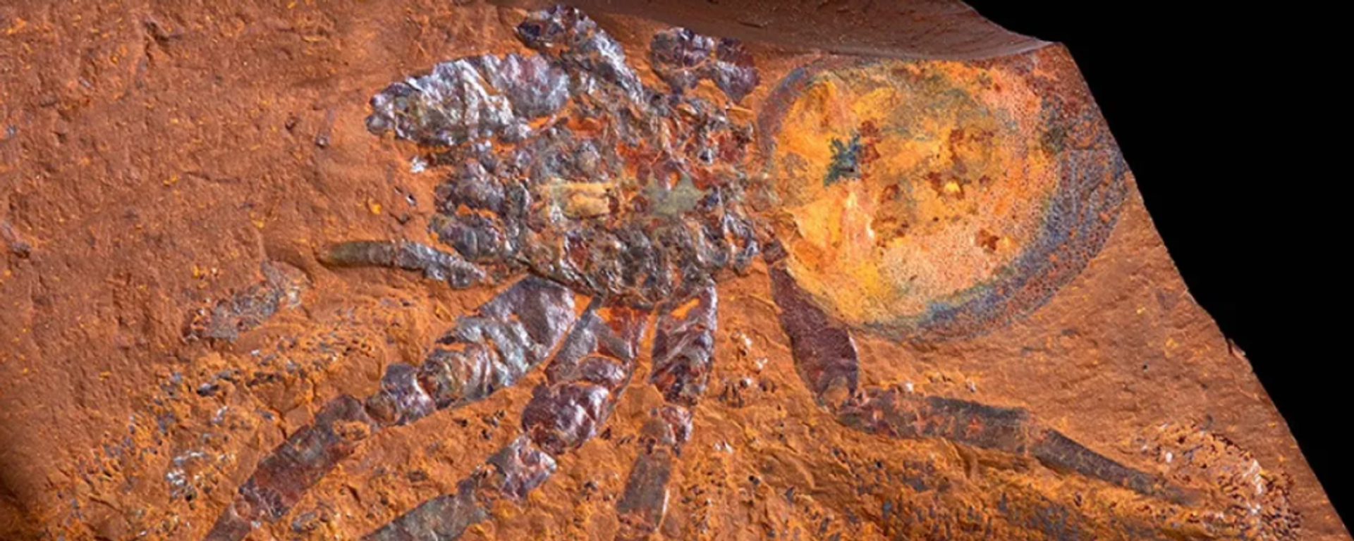 Part of Megamonodontium mccluskyi, a spider that lived millions of years ago. Part of Megamonodontium mccluskyi, a spider that lived millions of years ago. - Sputnik International, 1920, 25.09.2023