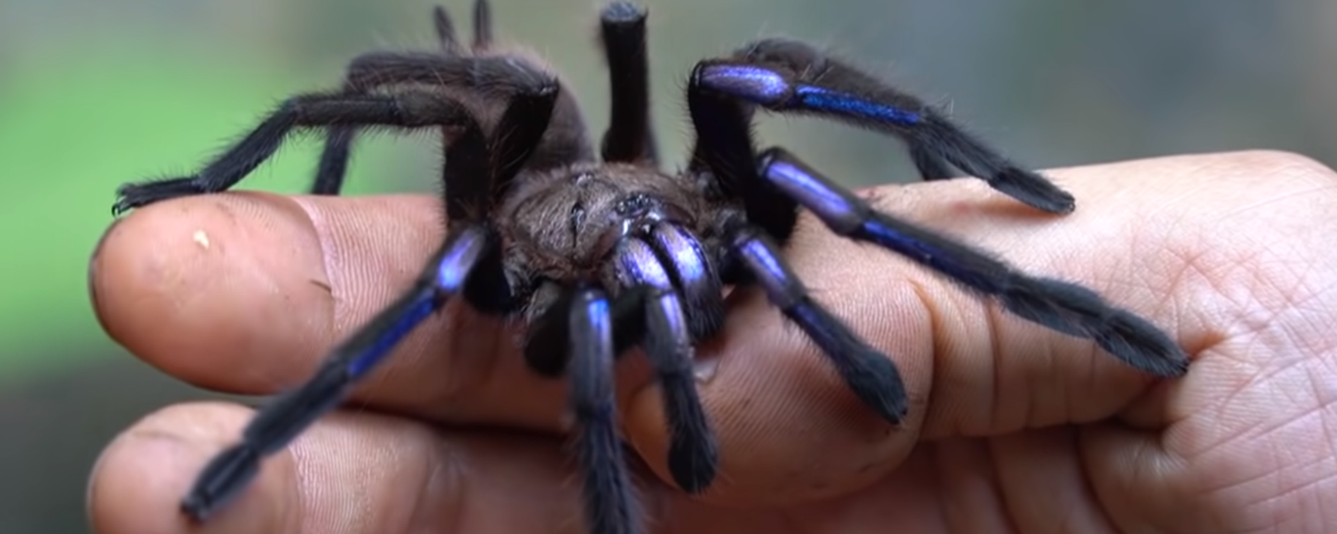 Electric Blue Tarantula - Sputnik International, 1920, 26.09.2023