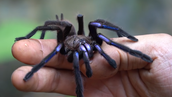 Electric Blue Tarantula - Sputnik International