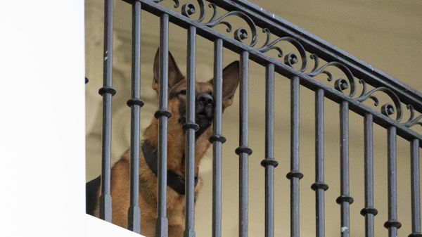 President Joe Biden's dog Commander, a German shepherd, sits at the Truman balcony of the White House, Saturday, Sept. 30, 2023, in Washington. - Sputnik International