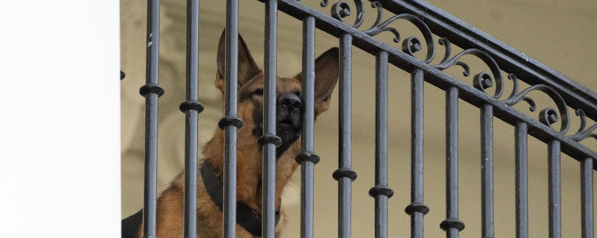 President Joe Biden's dog Commander, a German shepherd, sits at the Truman balcony of the White House, Saturday, Sept. 30, 2023, in Washington. President Joe Biden's dog Commander, a German shepherd, sits at the Truman balcony of the White House, Saturday, Sept. 30, 2023, in Washington. - Sputnik International, 1920, 04.10.2023