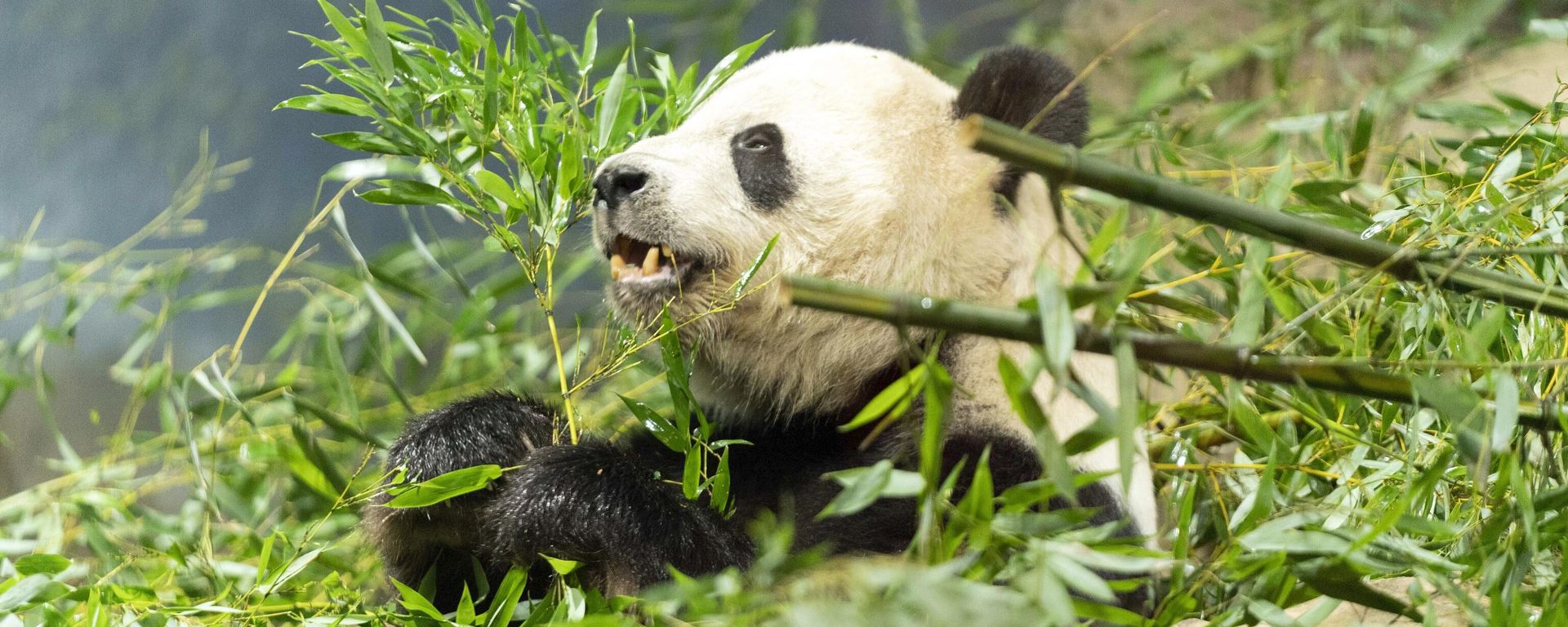 Giant panda Tian Tian eats bamboo in his enclosure at the Smithsonian's National Zoo in Washington, Thursday, Sept. 28, 2023. Giant panda Tian Tian eats bamboo in his enclosure at the Smithsonian's National Zoo in Washington, Thursday, Sept. 28, 2023. - Sputnik International, 1920, 06.10.2023