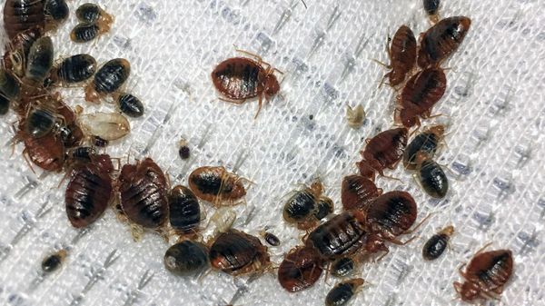 Bedbug - Sputnik International