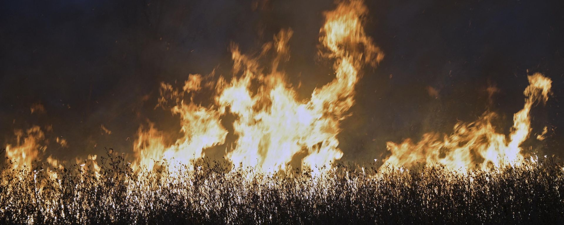 Wildfires rage through wetlands in islands in the Parana Delta near Victoria, in the Argentine province of Entre Rios, in front of the city of Rosario, in Santa Fe Province, on August 16, 2022. People in Rosario, across the river, who are being affected by the smoke, have been demonstrating against the burning of fields for the clearing of land. Wildfires rage through wetlands in islands in the Parana Delta near Victoria, in the Argentine province of Entre Rios, in front of the city of Rosario, in Santa Fe Province, on August 16, 2022. People in Rosario, across the river, who are being affected by the smoke, have been demonstrating against the burning of fields for the clearing of land. - Sputnik International, 1920, 12.10.2023