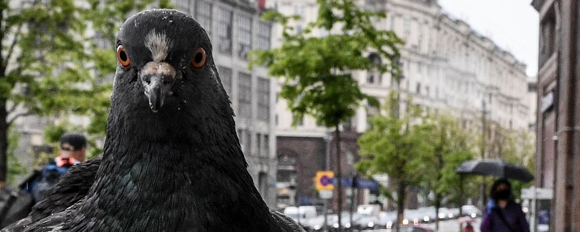A pigeon A pigeon - Sputnik International, 1920, 28.10.2023