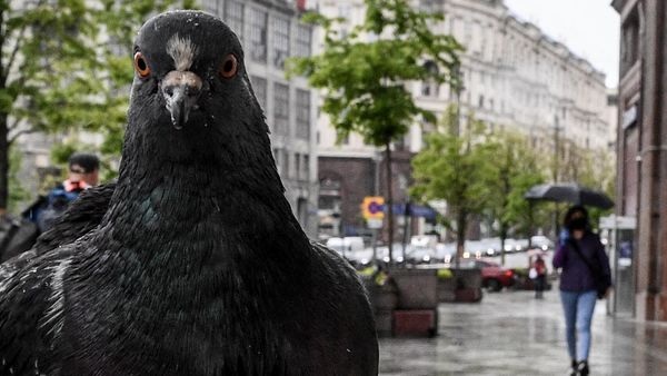 A pigeon - Sputnik International