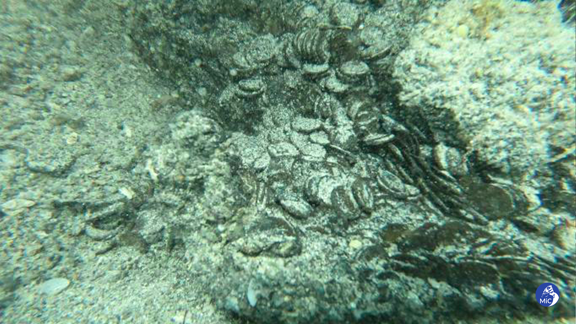 A cache of ancient Roman coins dating to the 3rd Century CE found off the coast of the Italian island of Sardinia A cache of ancient Roman coins dating to the 3rd Century CE found off the coast of the Italian island of Sardinia - Sputnik International, 1920, 06.11.2023