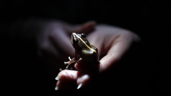En una foto del 21 de Marzo de 2013, la investigadora Ana Longo sostiene una rana Coqui (Eleutherodactylus coqui) en un bosque tropical de Patillas, Puerto Rico. Cientнficos informan que muchos tipos de anfibios, especialmente ranas, estбn desapareciendo probablemente por una combinaciуn de pйrdida de su hбbitat, el cambio climбtico, la contaminaciуn y un hongo virulento.  - Sputnik International