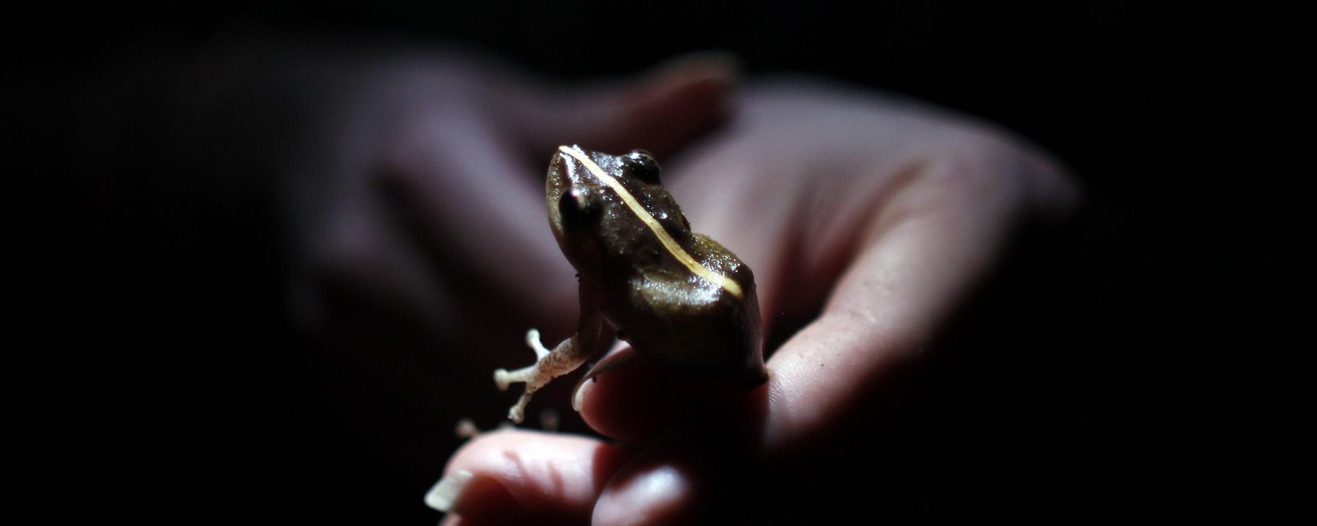 En una foto del 21 de Marzo de 2013, la investigadora Ana Longo sostiene una rana Coqui (Eleutherodactylus coqui) en un bosque tropical de Patillas, Puerto Rico. Cientнficos informan que muchos tipos de anfibios, especialmente ranas, estбn desapareciendo probablemente por una combinaciуn de pйrdida de su hбbitat, el cambio climбtico, la contaminaciуn y un hongo virulento.  - Sputnik International, 1920, 06.11.2023
