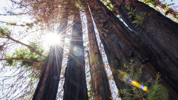 Big Basin Redwoods State Park near Boulder Creek, Calif., Tuesday, Aug. 17, 2021. - Sputnik International
