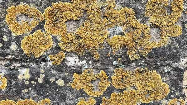 Biocrusts on a section of the Great Walls of China - Sputnik International