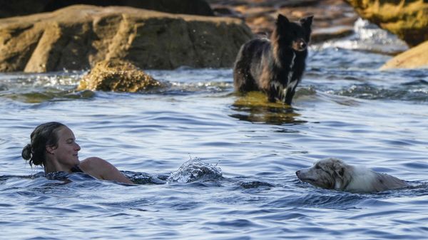 A woman swims with her dog at Sydney's Bondi beach as temperatures in excess of 40 degrees Celsius (104 degrees Fahrenheit) are expected to hit parts of eastern Australia, Saturday, Dec. 9, 2023. Heatwave warnings are in place across parts of all mainland states in Australia, with extreme to catastrophic fire danger alerts issued on Friday for sections of South Australia, northern Victoria, outback NSW and Greater Sydney.  - Sputnik International